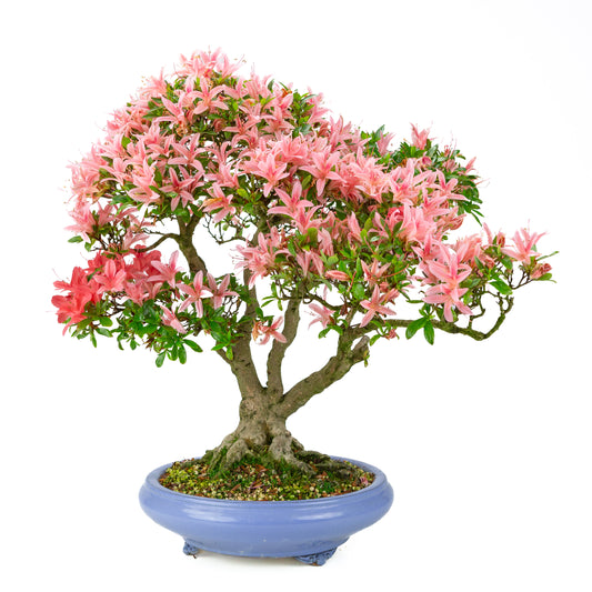 Rhododendron indicum 'Koto no Kagayaki' (satsuki azalea), hoogte ~53cm