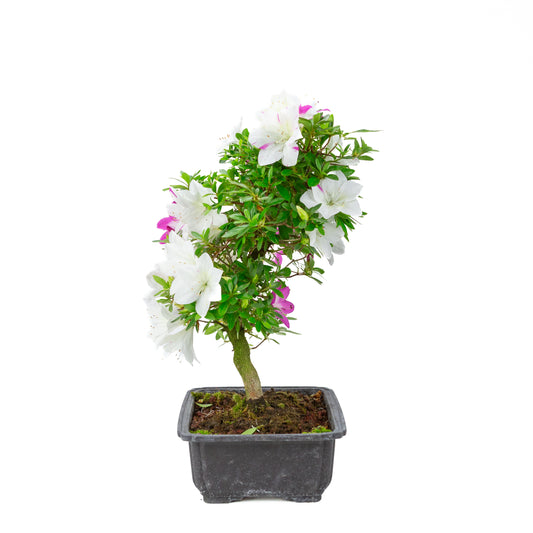 Rhododendron indicum 'Ruka' (satsuki azalea), hoogte ~43cm