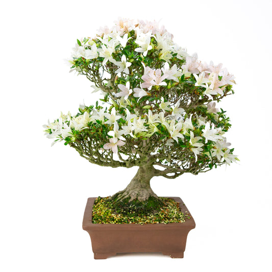 Rhododendron indicum 'Hakutsuru' (satsuki azalea), hoogte ~53cm