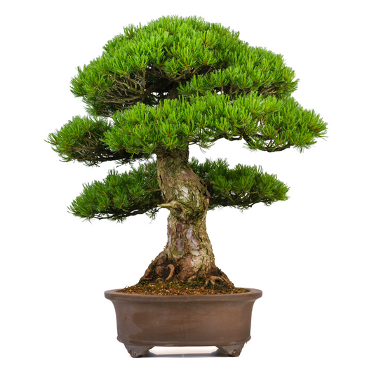 Pinus parviflora (witte den) No. 3, hoogte ~80cm