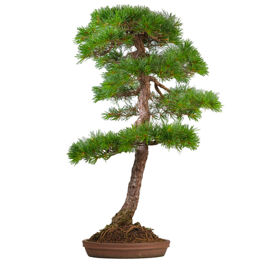 Pinus thunbergii (zwarte den) No. 51, hoogte ~112cm