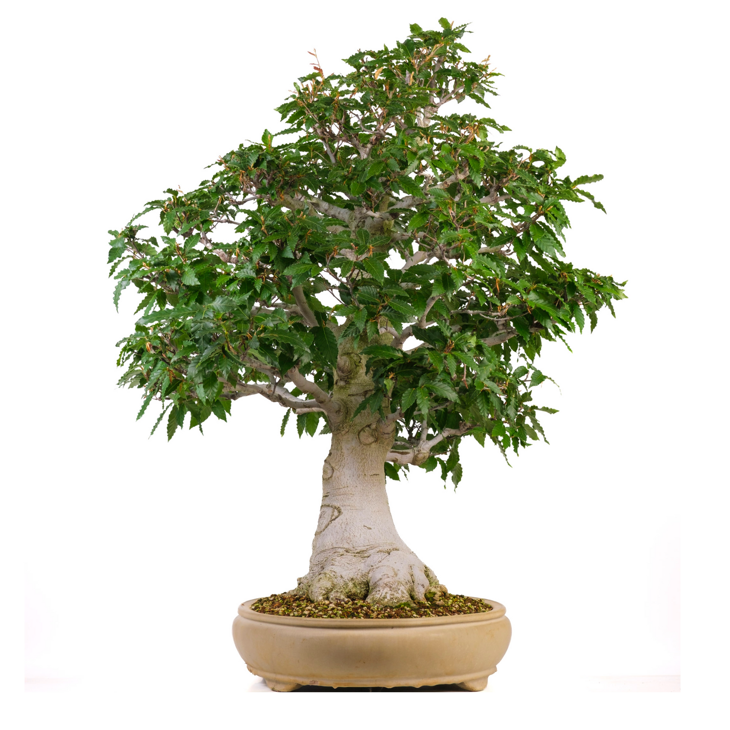 Fagus crenata (Japanse beuk) No. 117, hoogte ~95cm