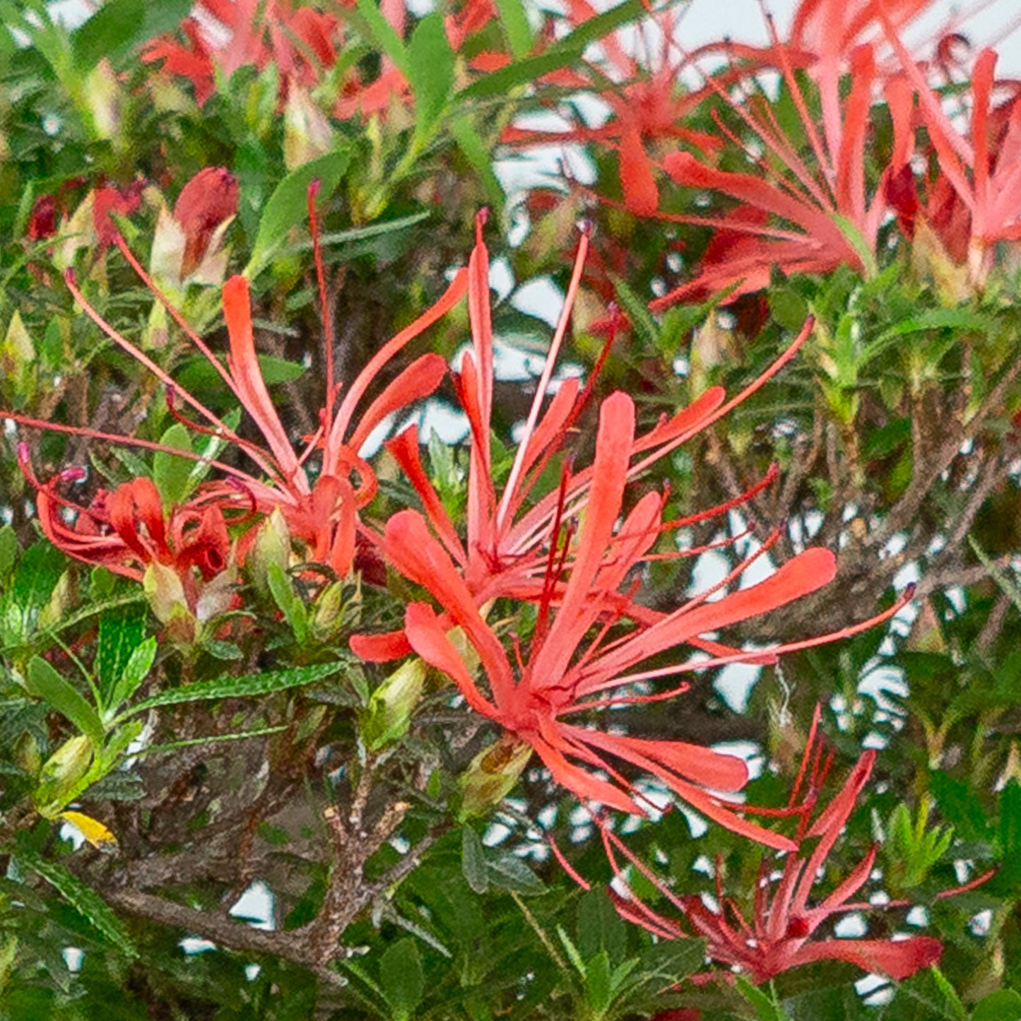 Rhododendron indicum 'Kinsai' (satsuki azalea), hoogte ~52cm