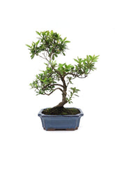 Buiten Bonsai Rhododendron blauwe rechthoekige pot 15cm, hoogte ~ 30cm