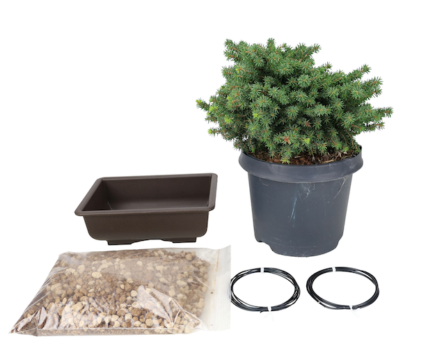 Bonsai Startersets