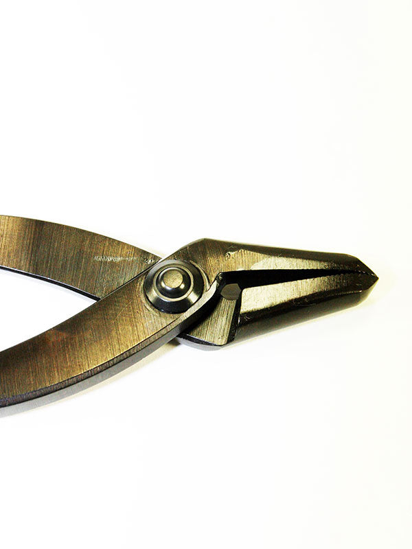 Bonsai jintang 230 mm