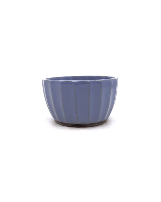 Bonsai pot licht blauw chrysanten 12cm