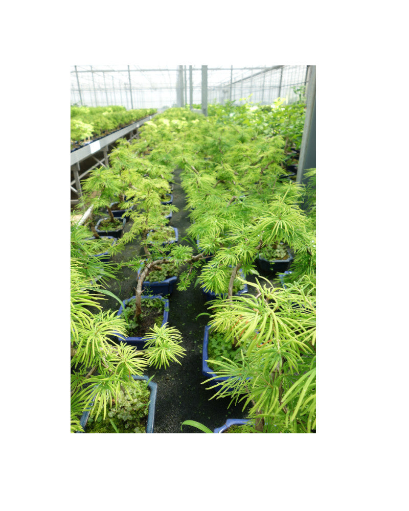 Buiten Bonsai Pseudolarix amabilis blauwe rechthoekige pot 20cm, hoogte ~40cm