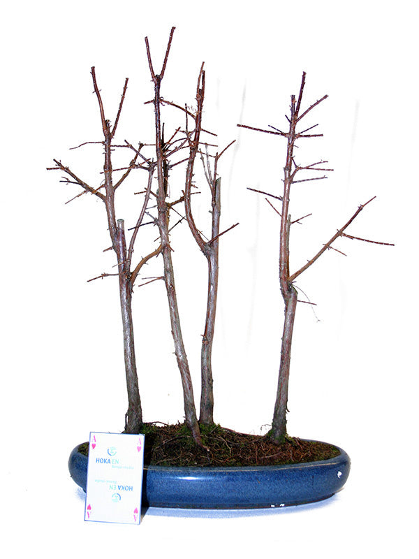 Buiten Bonsai Metasequoia groep 5 ovale pot 29cm, hoogte ~35cm