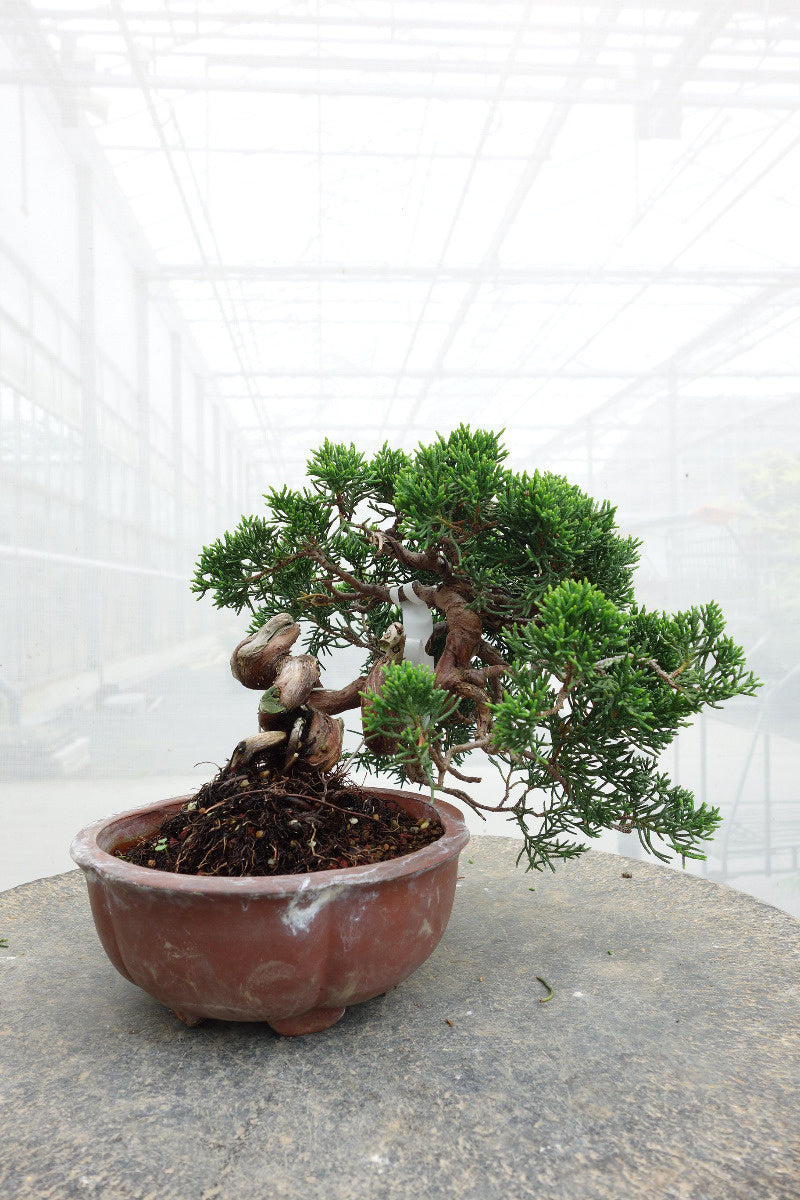 Buiten Bonsai Juniperus chinensis ongeglazuurde ronde pot 15cm, hoogte ~20cm