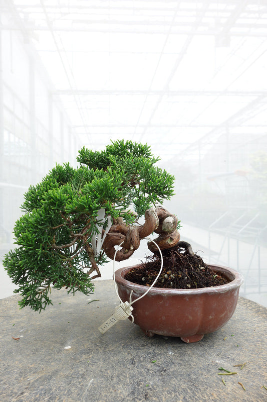 Buiten Bonsai Juniperus chinensis ongeglazuurde ronde pot 15cm, hoogte ~20cm