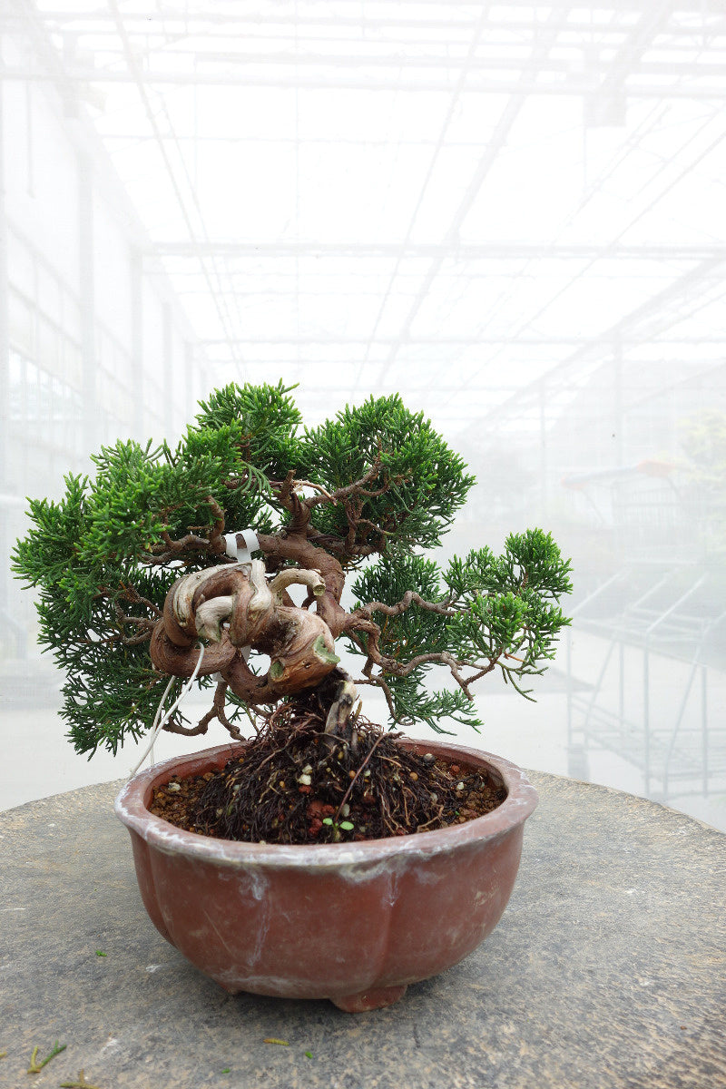 Buiten Bonsai Juniperus chinensis ongeglazuurde ronde pot 15cm, hoogte ~20cm