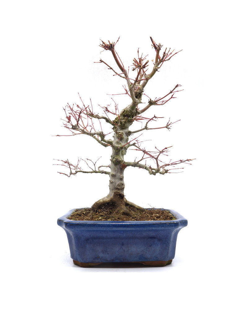 Buiten Bonsai Acer palmatum blauwe Mokko pot 21cm, hoogte 36cm
