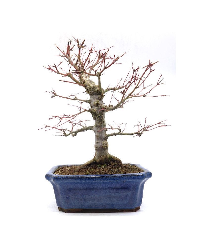 Buiten Bonsai Acer palmatum blauwe Mokko pot 21cm, hoogte 36cm