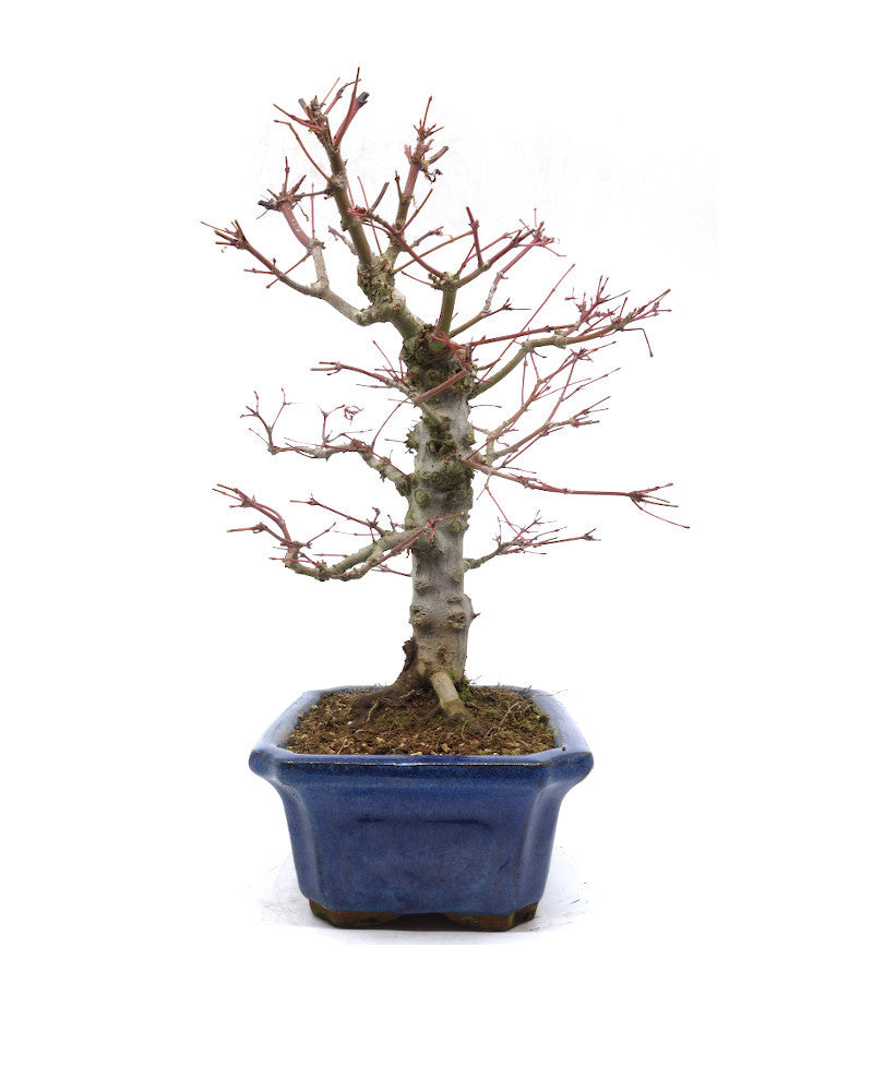 Buiten Bonsai Acer palmatum blauwe Mokko pot 21cm, hoogte 36cm
