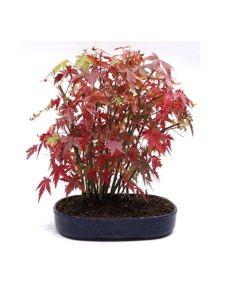 Buiten Bonsai Acer palmatum plastic blauwe ovale pot 22cm, hoogte 32cm