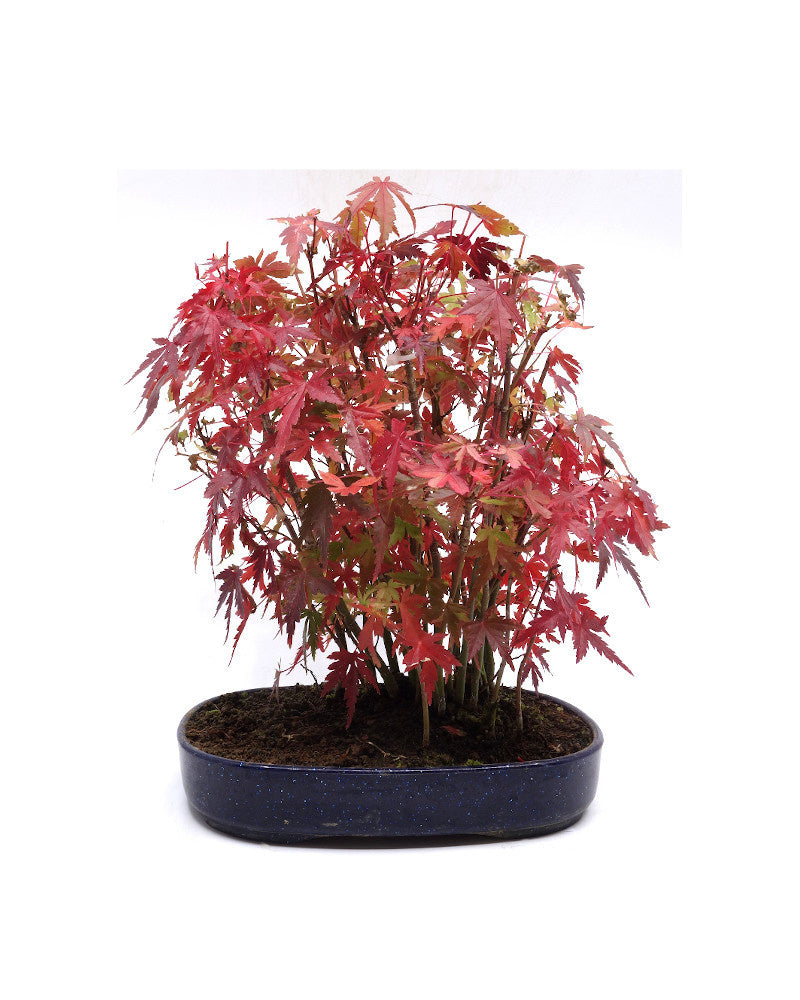 Buiten Bonsai Acer palmatum plastic blauwe ovale pot 22cm, hoogte 32cm
