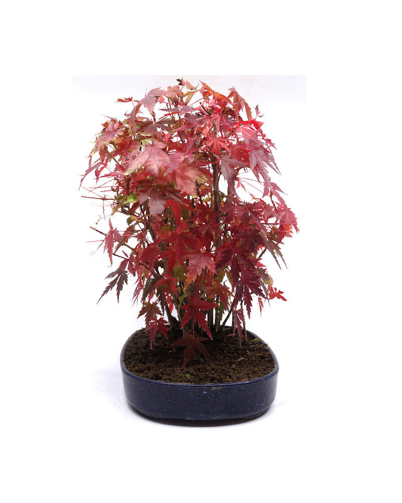 Buiten Bonsai Acer palmatum plastic blauwe ovale pot 22cm, hoogte 32cm