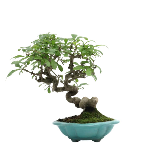 Shohin Buiten Bonsai Ligustrum obtusifolium blauwe pot 17cm, hoogte 25cm