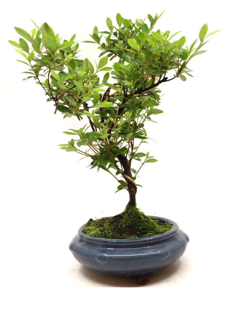Buiten Bonsai Rhododendron rond blauw 20cm