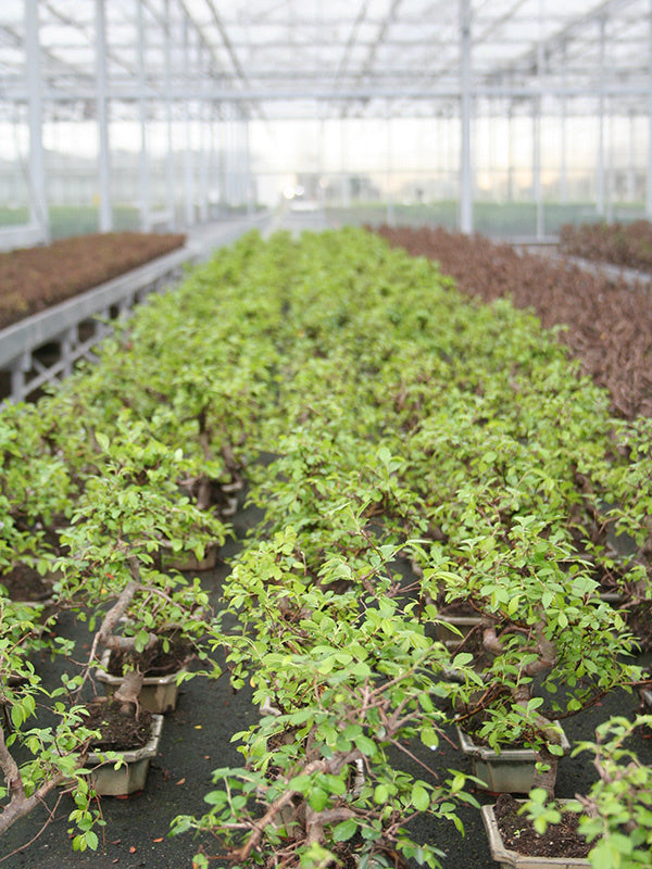 Binnen Bonsai Zelkova shape groene rechthoekige pot 15cm, hoogte ~ 30cm