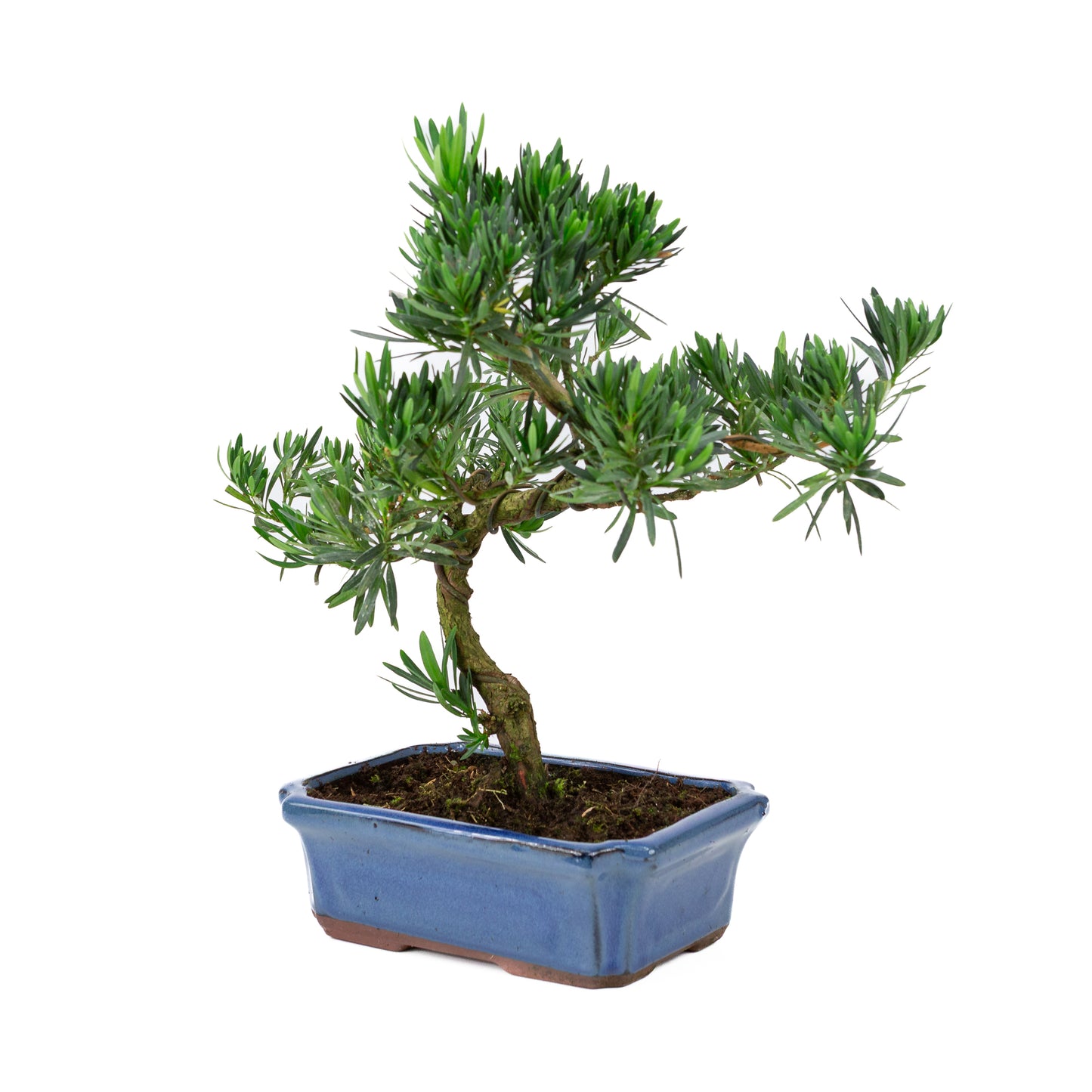 Podocarpus macrophylla blauwe pot 24cm, hoogte ~42cm