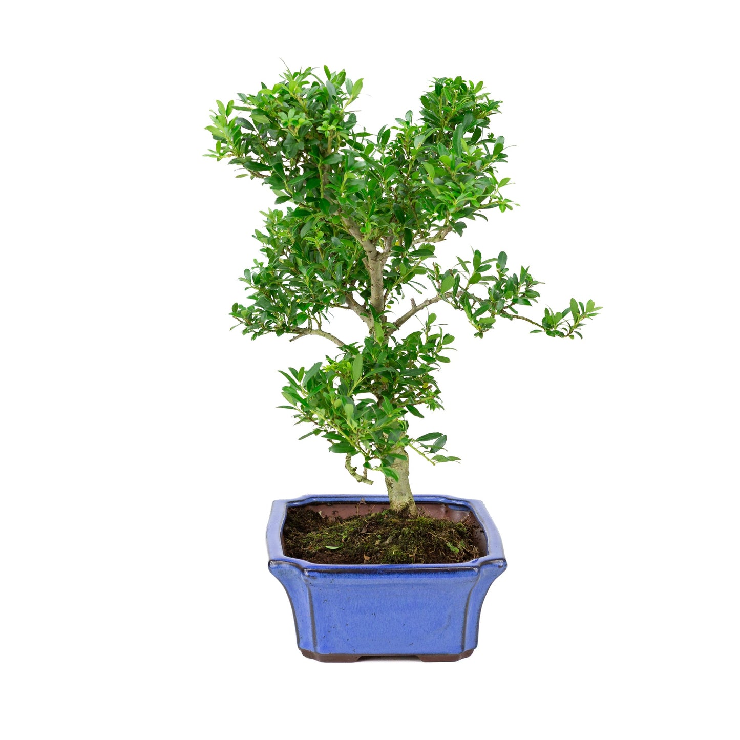 Ilex crenata blauwe pot 24cm, hoogte ~43cm