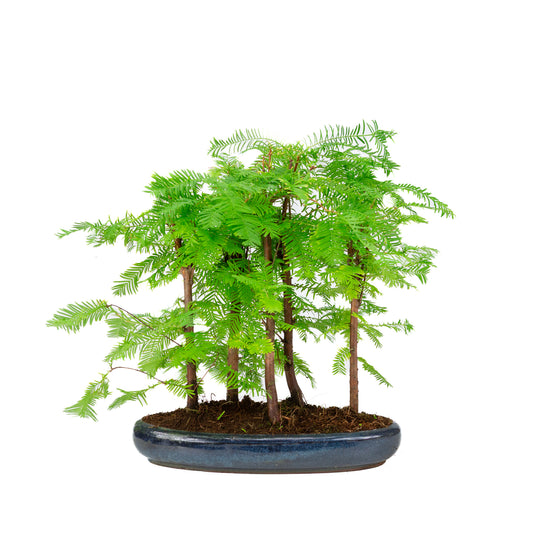 Metasequoia glyptostroboides groep 5 ovale pot 30cm, hoogte ~35cm