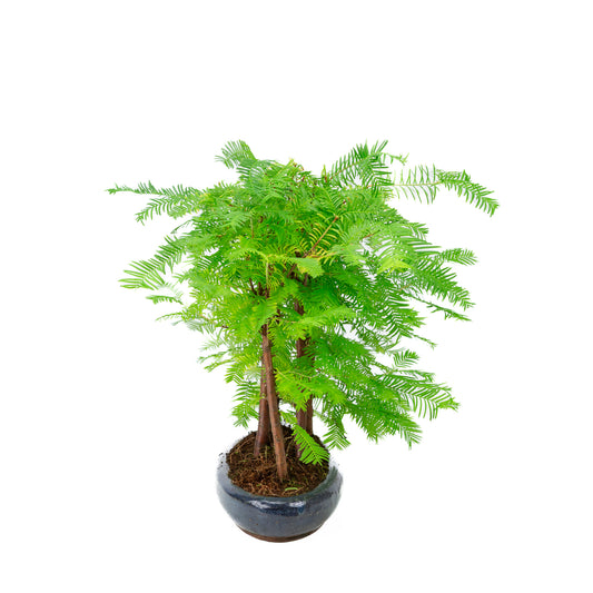 Metasequoia glyptostroboides groep 5 ovale pot 30cm, hoogte ~35cm