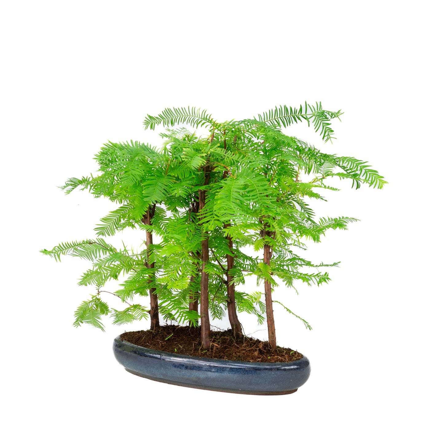 Metasequoia glyptostroboides groep 5 ovale pot 30cm, hoogte ~35cm