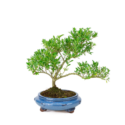 Ilex crenata blauwe ronde pot 23cm, hoogte ~43cm