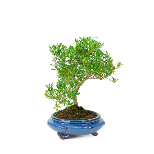 Ilex crenata blauwe ronde pot 23cm, hoogte ~43cm