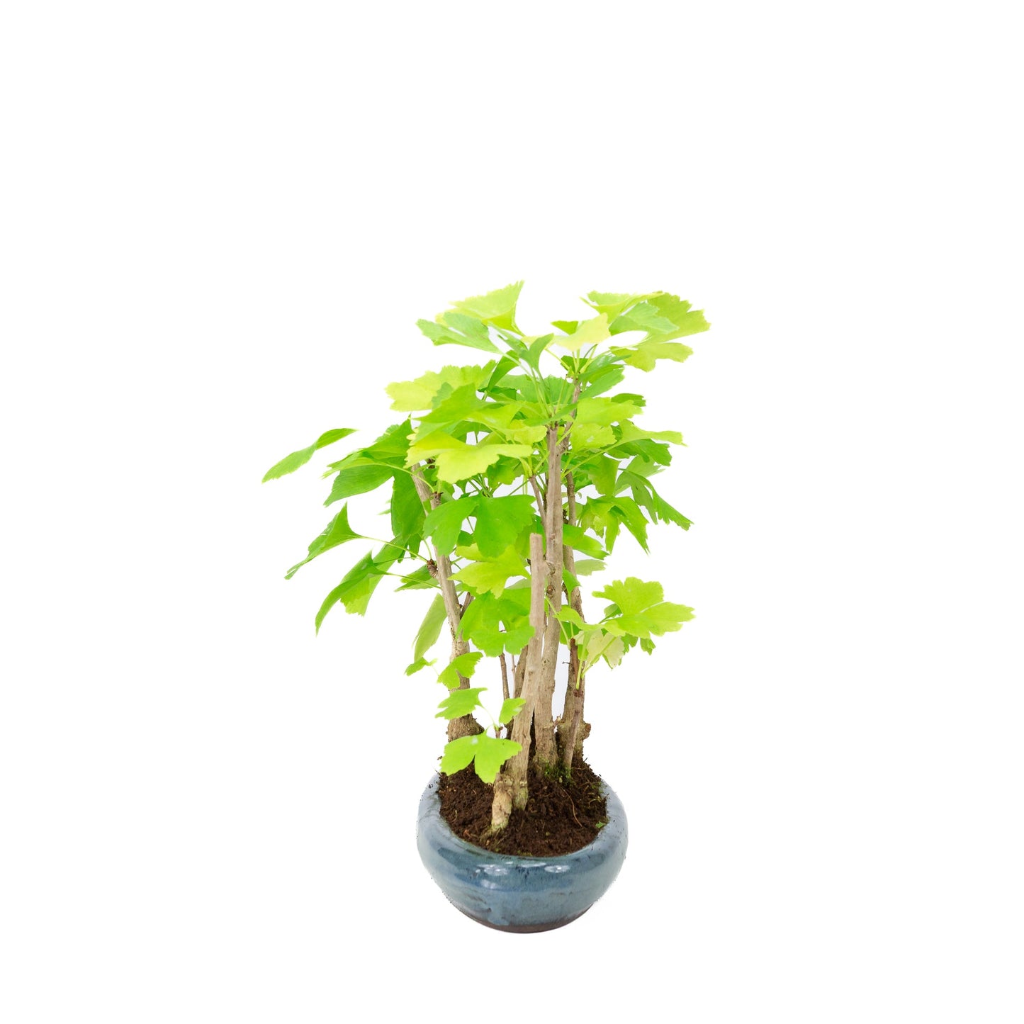 Ginkgo biloba groep 5 ovale pot 29cm, hoogte ~35cm