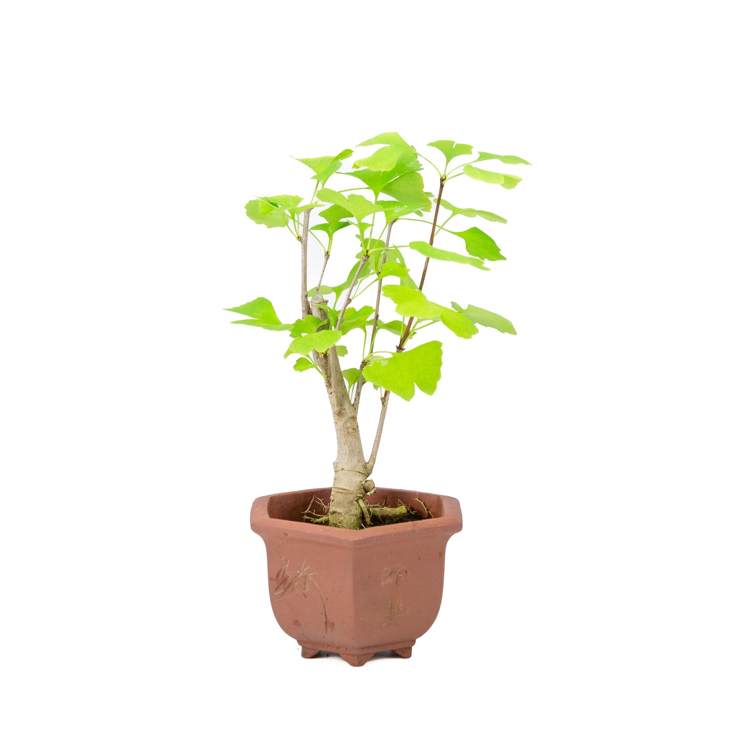 Ginkgo biloba bruine hexagonale pot 15cm, hoogte ~32cm