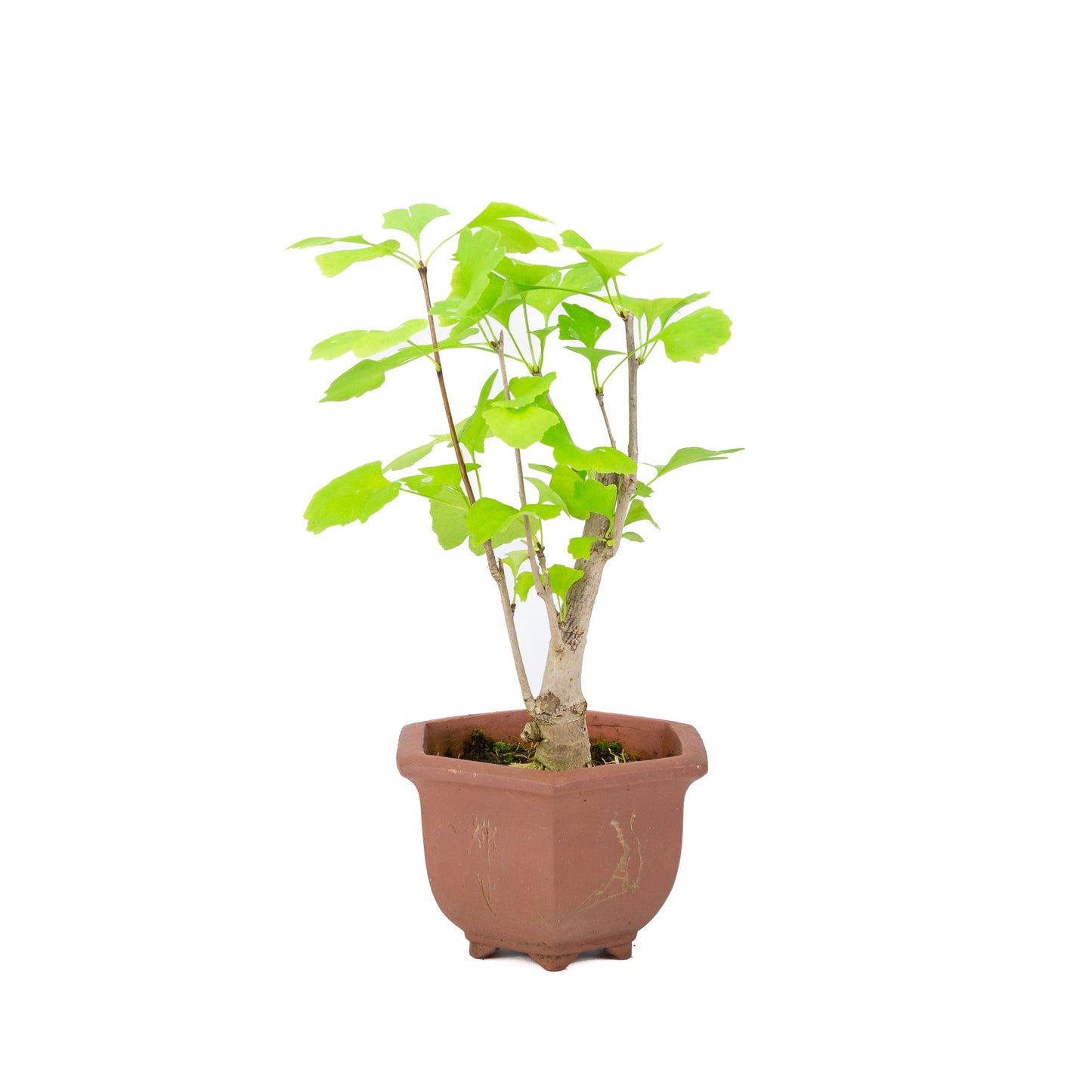 Ginkgo biloba bruine hexagonale pot 15cm, hoogte ~32cm