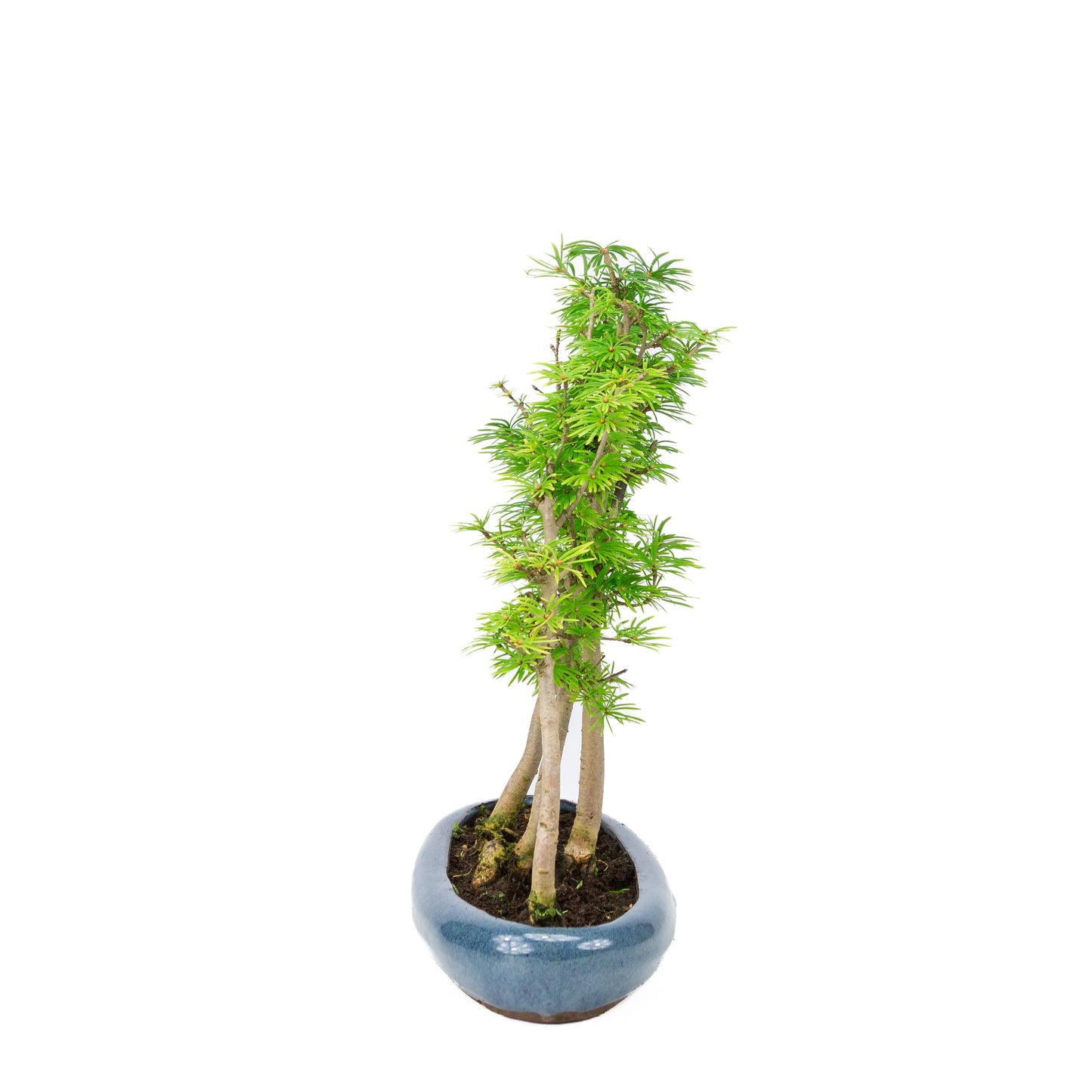 Pseudolarix amabilis bos blauwe ovale pot 30cm, hoogte ~35cm