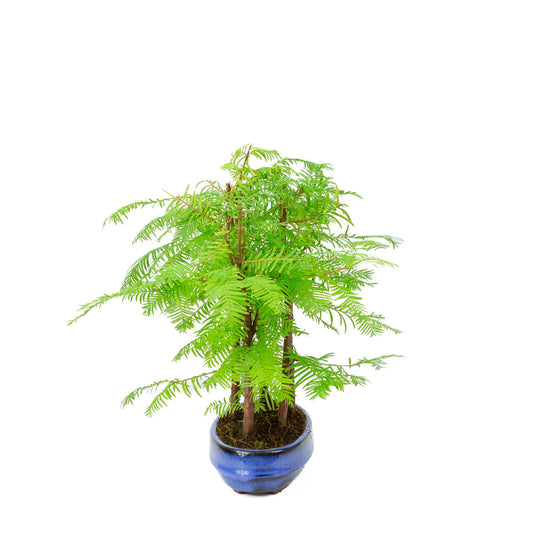 Metasequoia glyptostroboides groep 5 ovale pot 22cm, hoogte ~33cm