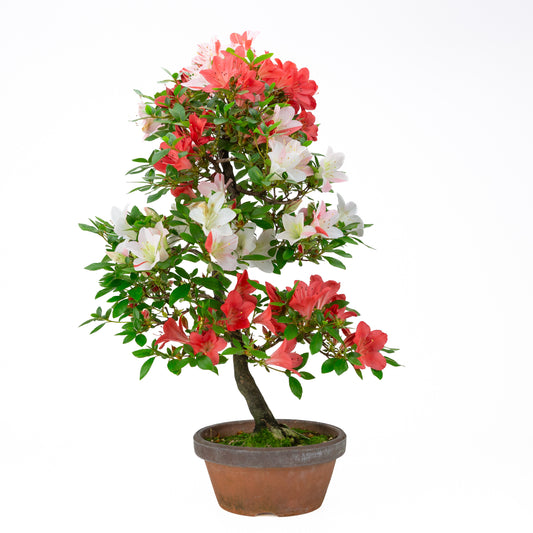 Rhododendron indicum 'Yume Monogatari' (satsuki azalea), hoogte ~62cm