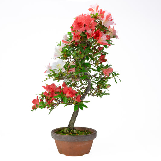 Rhododendron indicum 'Yume Monogatari' (satsuki azalea), hoogte ~62cm