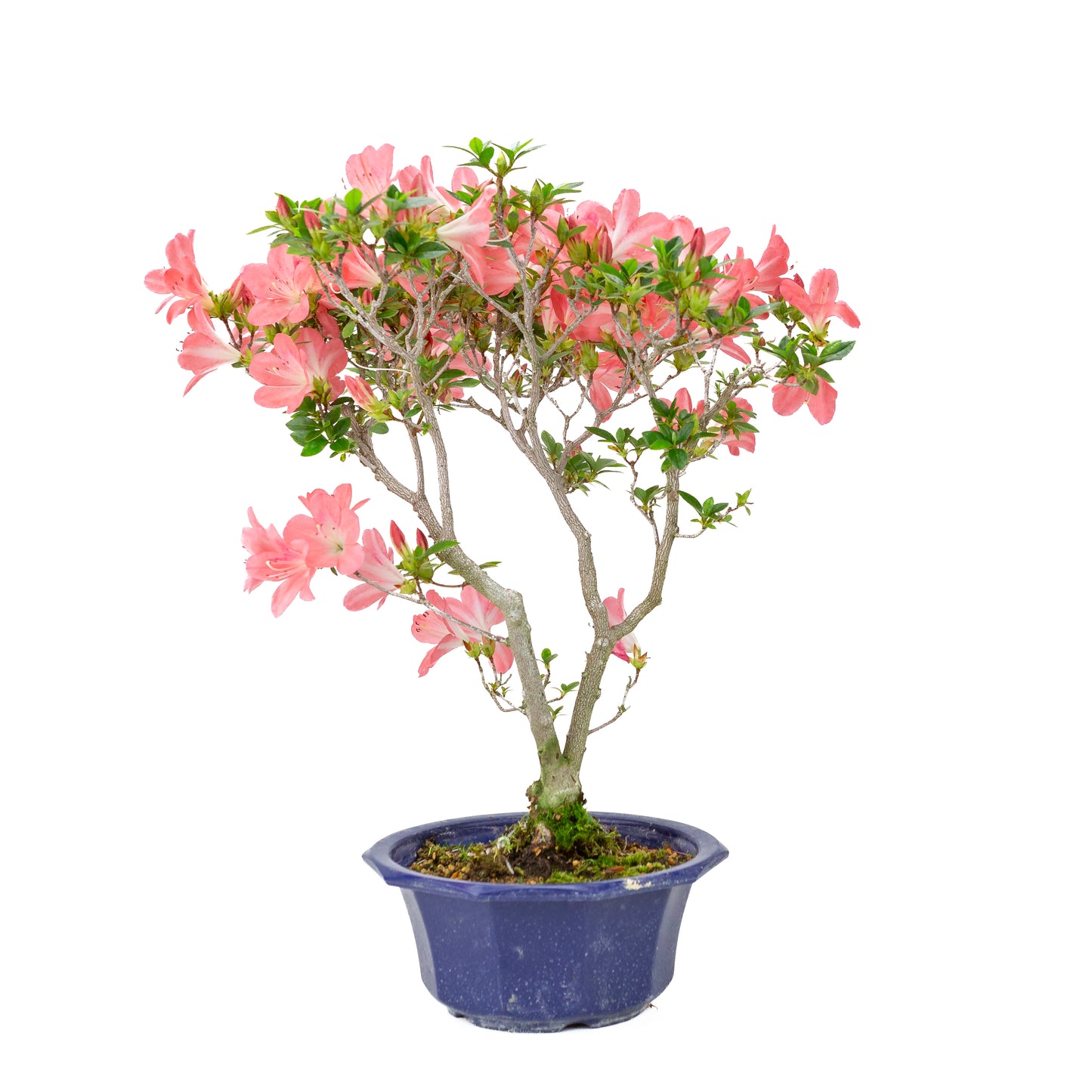 Rhododendron indicum 'Toki' (satsuki azalea), hoogte ~47cm