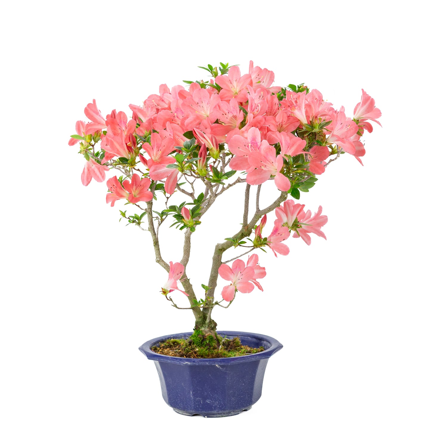 Rhododendron indicum 'Toki' (satsuki azalea), hoogte ~47cm