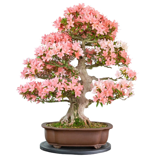 Rhododendron indicum (satsuki azalea), hoogte ~77cm