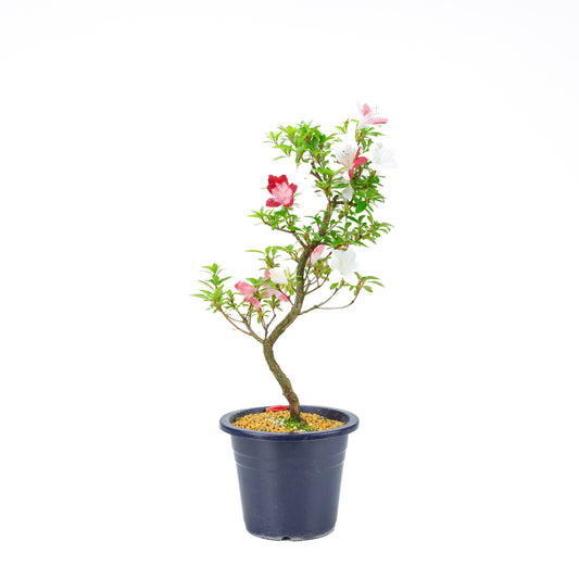 Rhododendron indicum 'Yubi no Kagayaki' (satsuki azalea), hoogte ~56cm