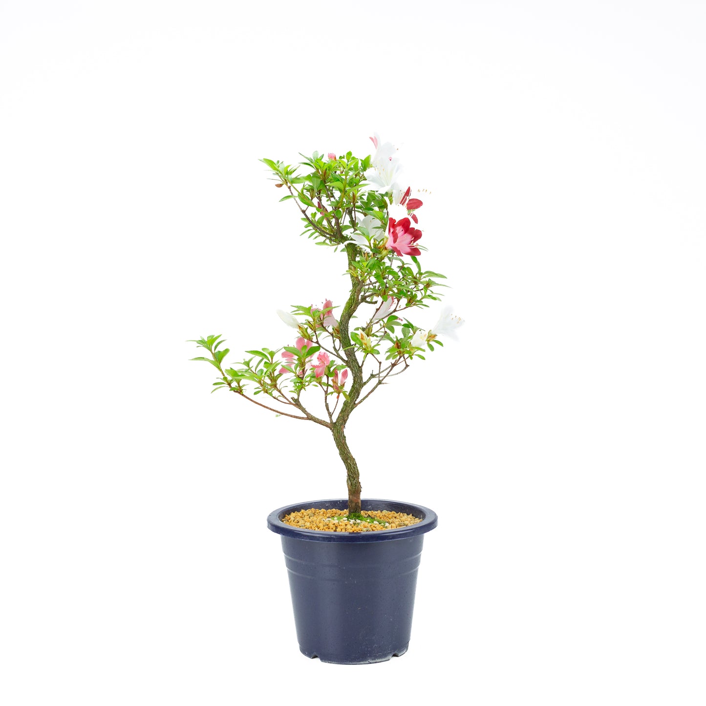 Rhododendron indicum 'Yubi no Kagayaki' (satsuki azalea), hoogte ~56cm