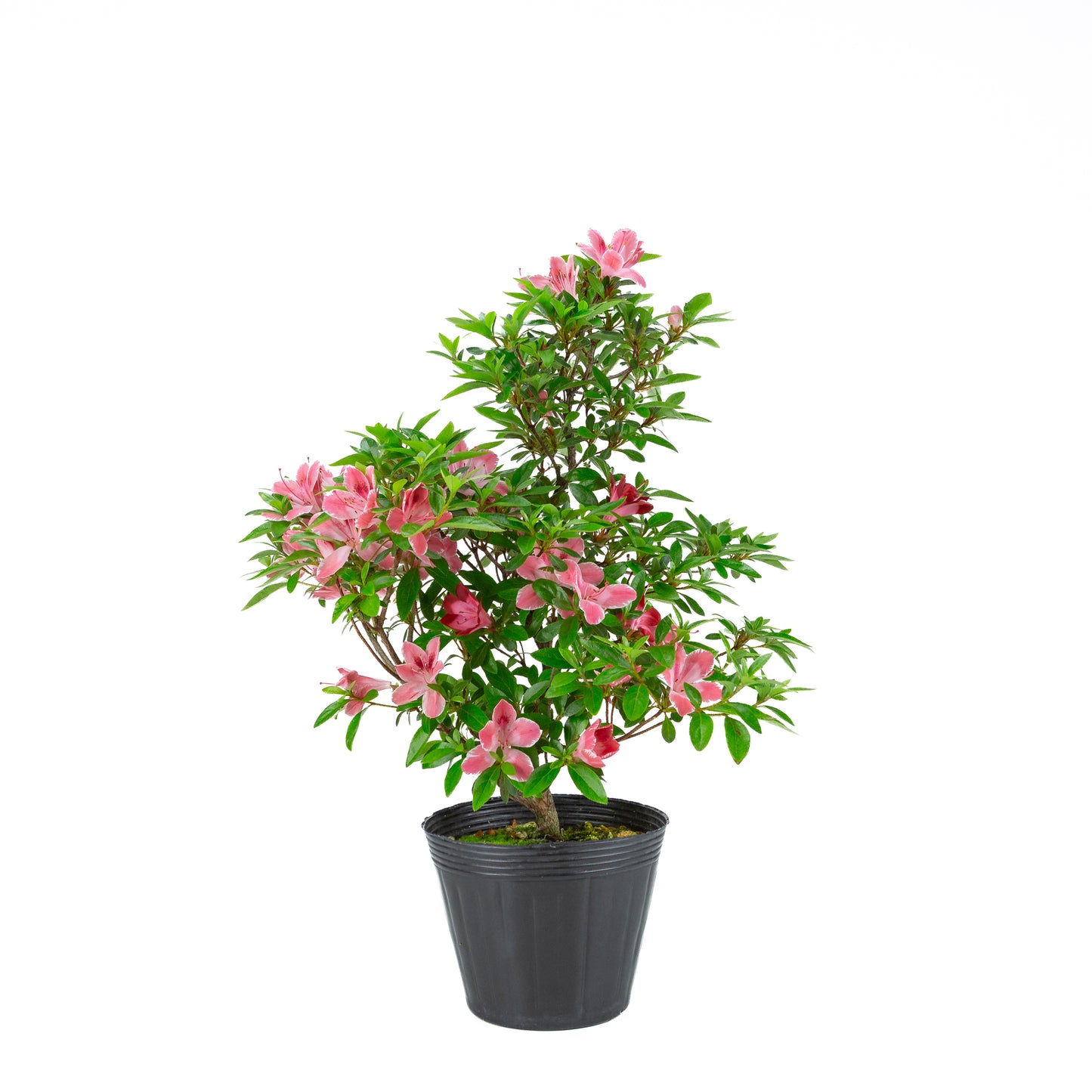 Rhododendron indicum 'Hatsukoi' (satsuki azalea), hoogte ~54cm