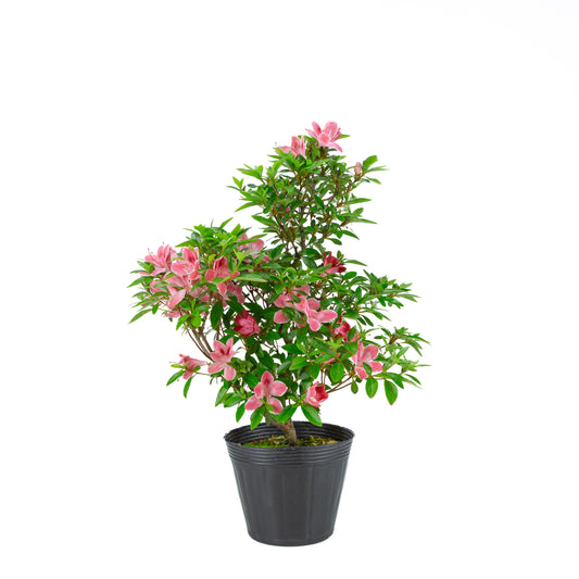 Rhododendron indicum 'Hatsukoi' (satsuki azalea), hoogte ~54cm