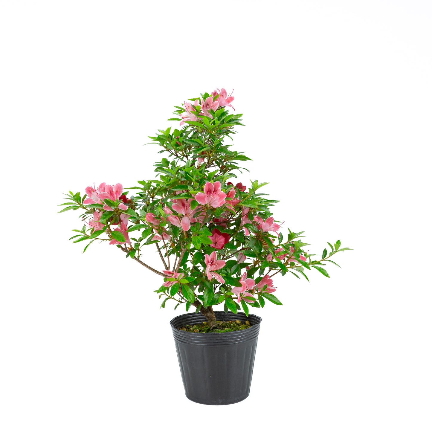 Rhododendron indicum 'Hatsukoi' (satsuki azalea), hoogte ~54cm