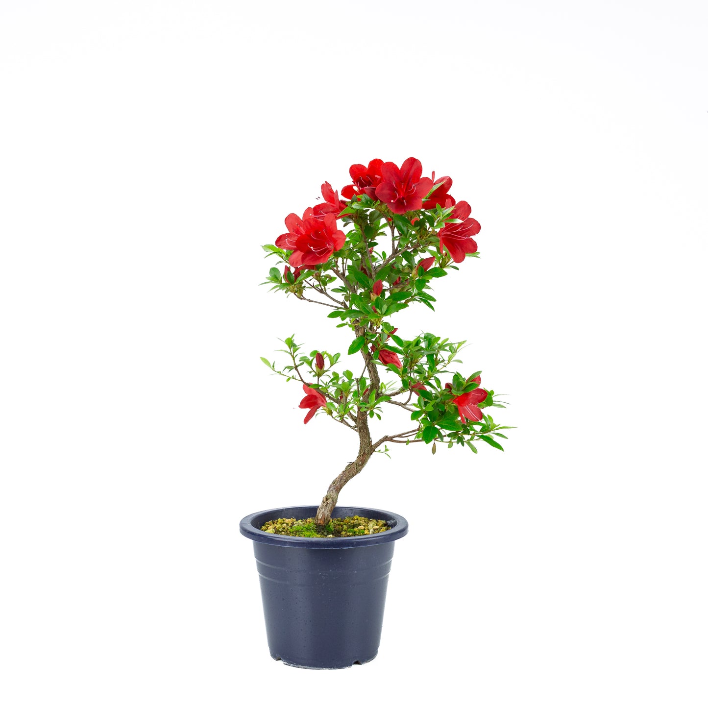 Rhododendron indicum 'Kangiten' (satsuki azalea), hoogte ~54cm
