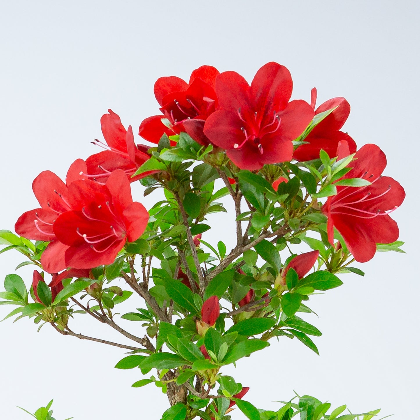 Rhododendron indicum 'Kangiten' (satsuki azalea), hoogte ~54cm