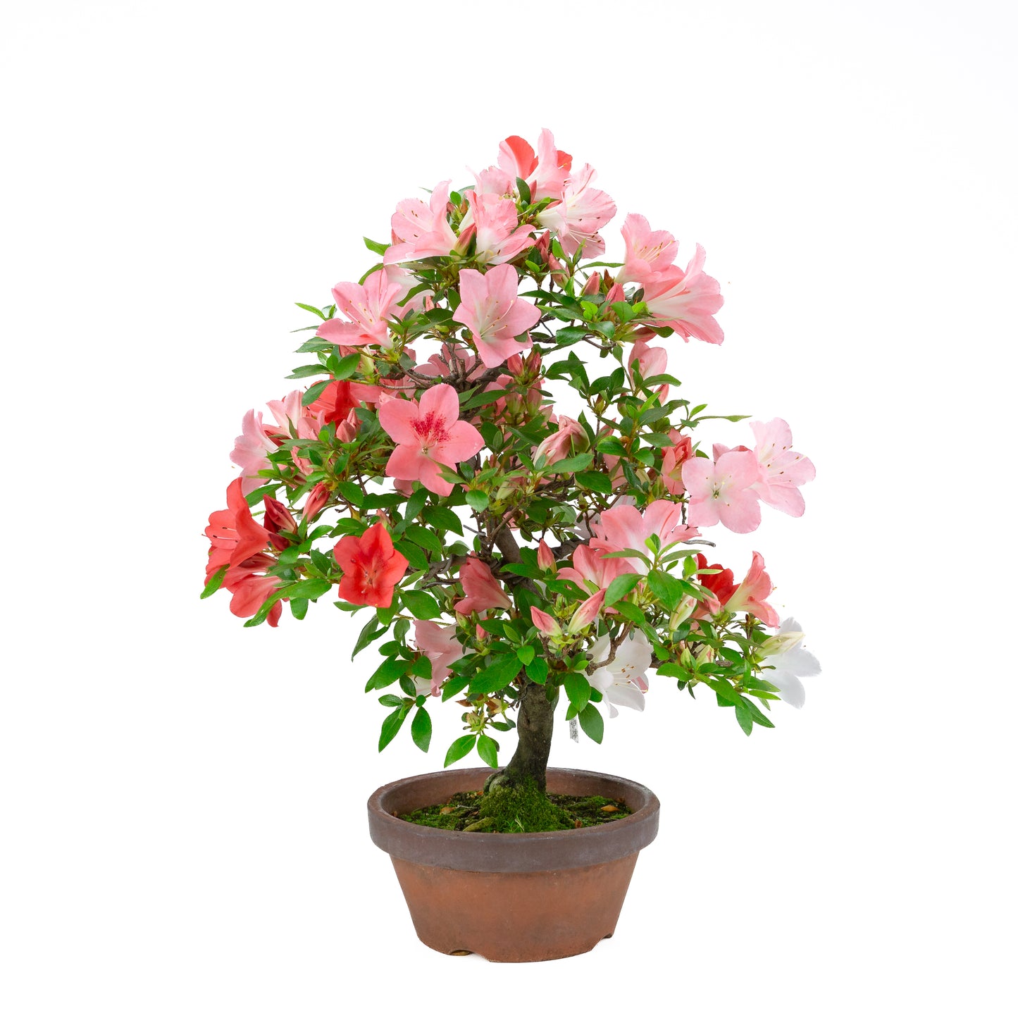 Rhododendron indicum 'Yumekoyo' (satsuki azalea), hoogte ~58cm